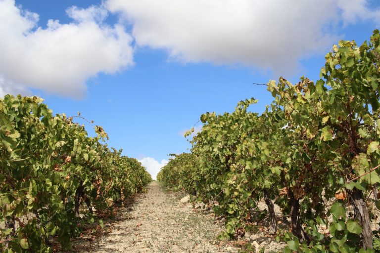 Vino da tavola. Sicilia, taglio alle rese per ettaro vitale per la sopravvivenza del settore