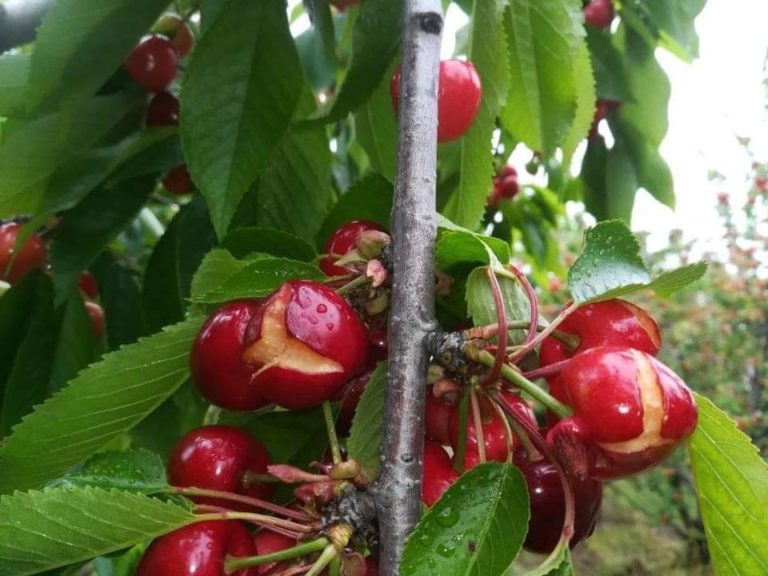 Grandine, vento e temporali. In Puglia ciliegie martoriate, annata 2020 a rischio