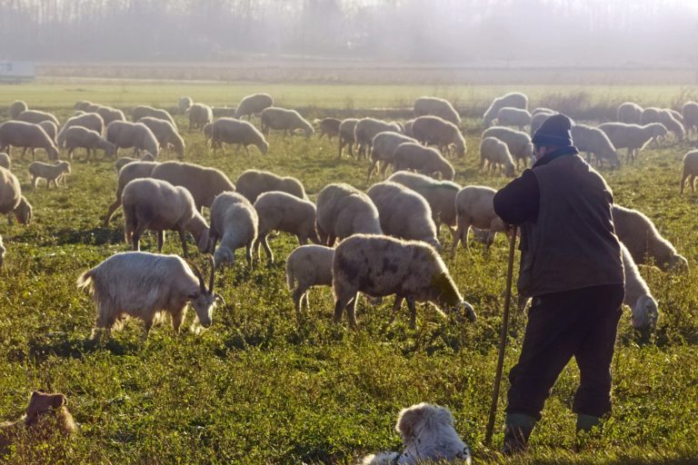 Segnali positivi. Latte di pecora, in Sardegna le cooperative chiudono i bilanci pagando 1 euro a litro