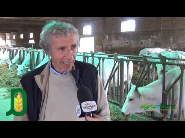 AgRIPARTENZA. Chianina, fiducia nella fase 3