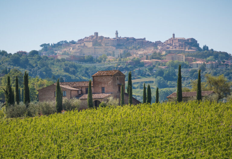 Vino: due aziende su tre sono sostenibili. I risultati dell’indagine di Alta Scuola Impresa e Società dell’Università Cattolica (Altis) e Osservatorio Europeo per l’agricoltura sostenibile (Opera)