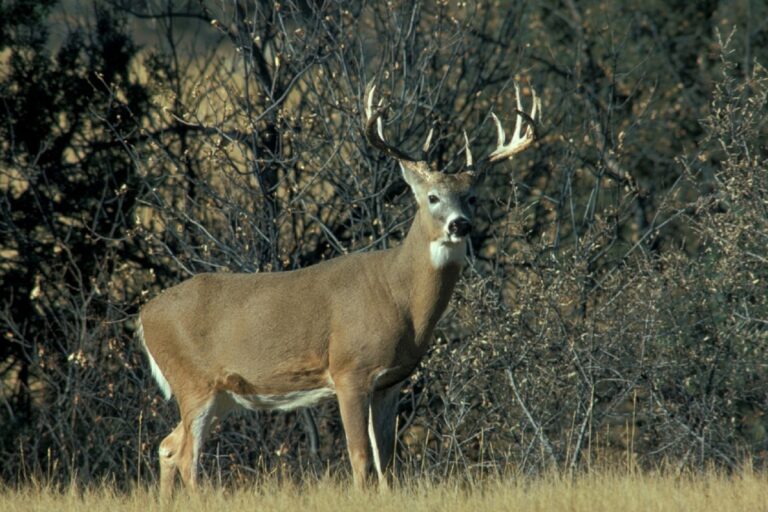 Abruzzo, il cervo tra le specie cacciabili. Il TAR riconosce la legittimità del lavoro Regione. Animalisti sconfitti