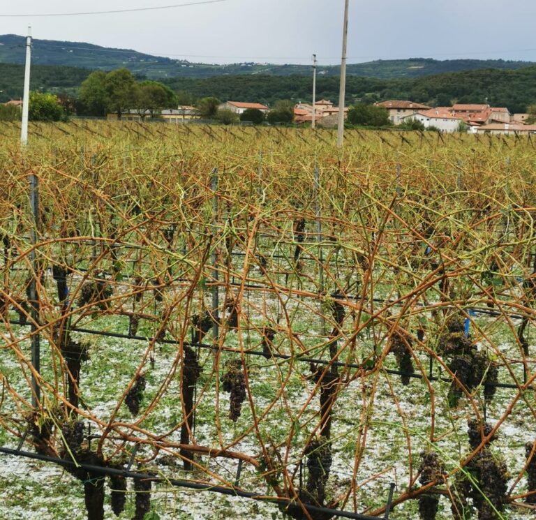 Tempesta in Veneto. Colpiti i vigneti in Valpolicella ma danni circoscritti