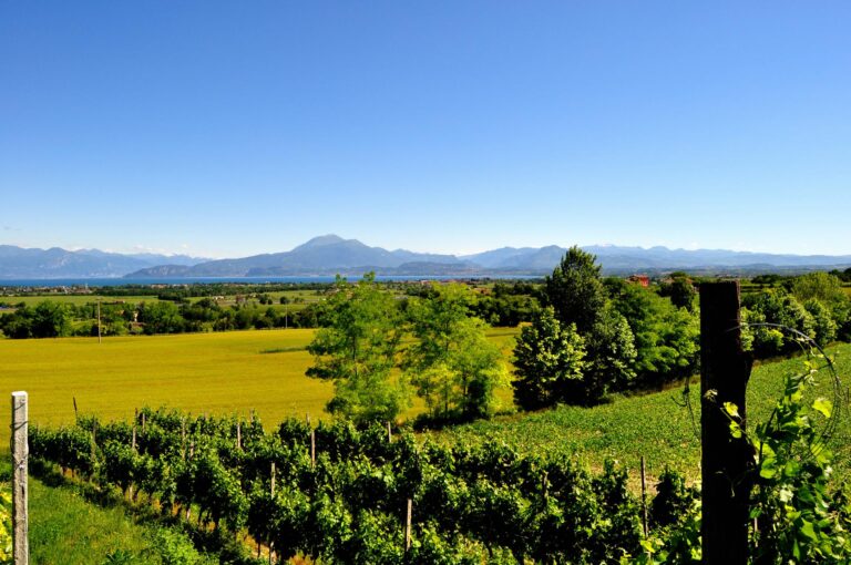 Lugana Doc punta sulla qualità. Consorzio delibera stoccaggio del 15 per cento della produzione prossima vendemmia