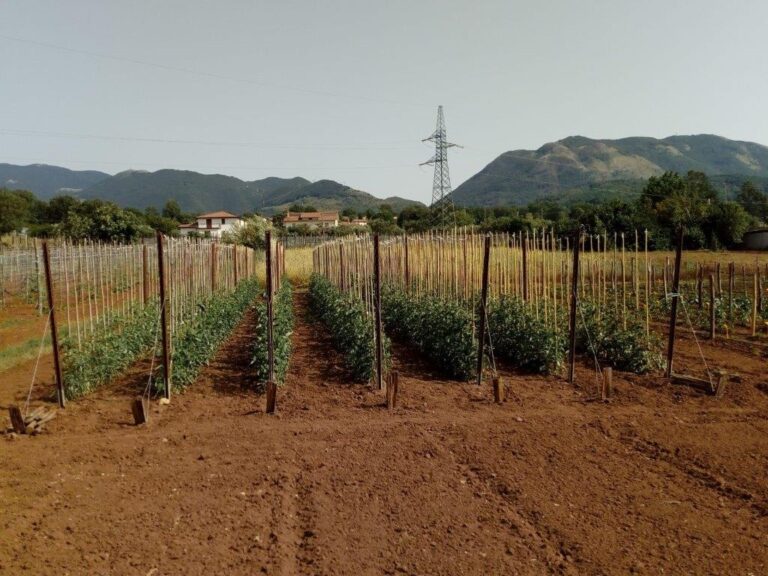 Coltiviamo la diversità. Nel Pollino (Pz) giornate dimostrative sul pomodoro