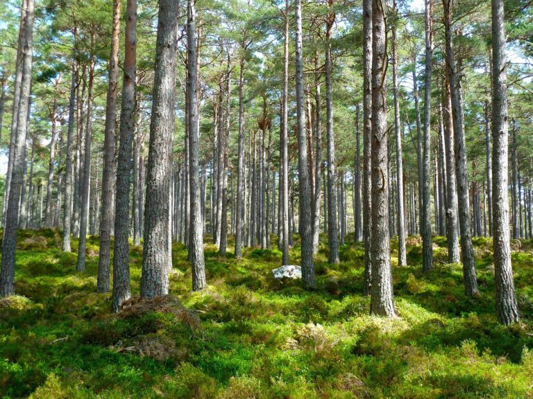 Deforestazione. L’UE guarda al modello italiano. Lollobrigida, frutto del G7 Agricoltura