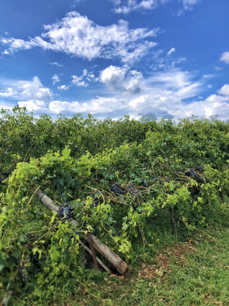 Grandine in Veneto. Persi 20 milioni in valore per le bottiglie della Valpolicella