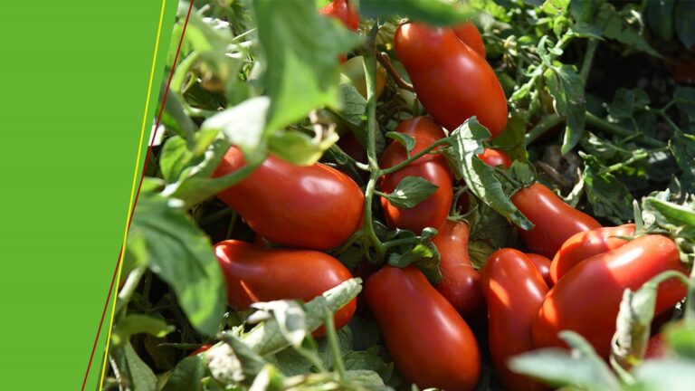 Il caldo africano mette in ginocchio l’ortofrutta lucana. In calo campagna pomodoro