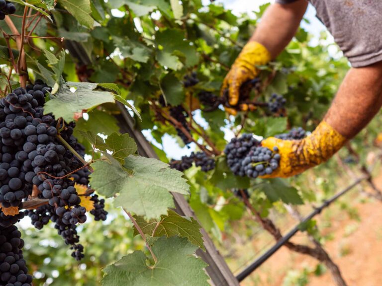 Primitivo di Manduria, terminata la vendemmia. Qualità top, produzione in calo del 40%