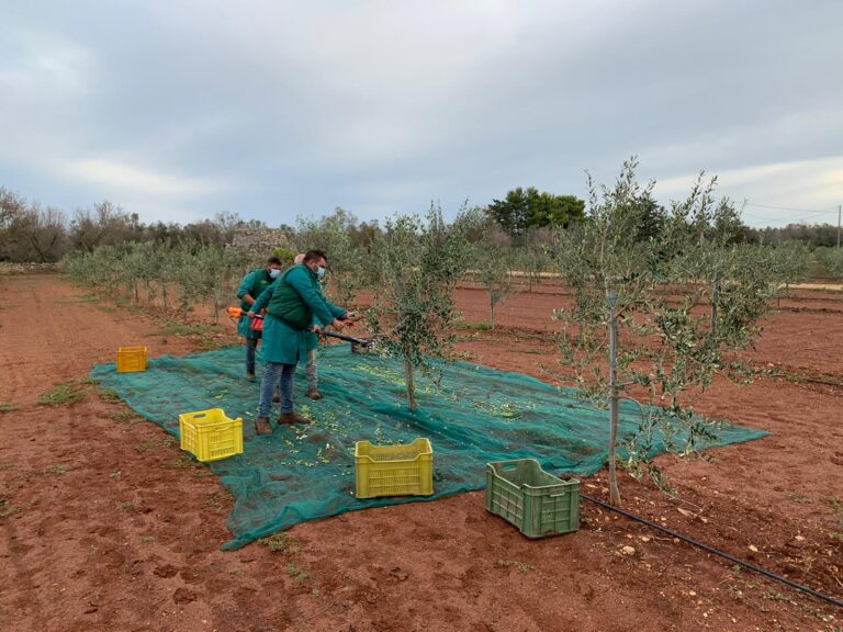 Olio. In Puglia via alla raccolta nei primi oliveti resistenti alla Xylella