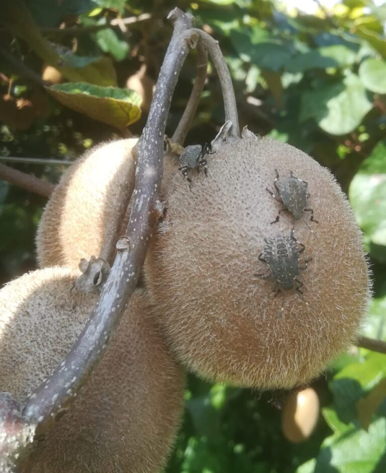 Kiwi e soia. Nell’Alto Padovano torna a far danni la cimice