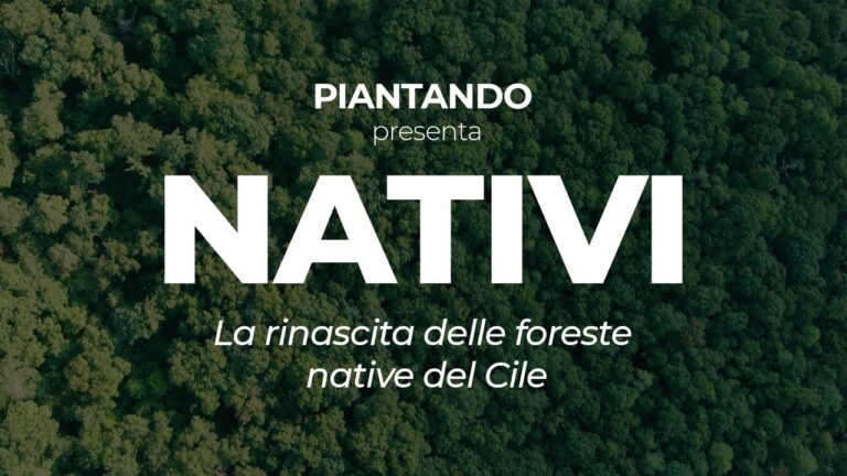 La rinascita delle foreste native del Cile. Il progetto Nativi per riforestare oltre 600mila ettari