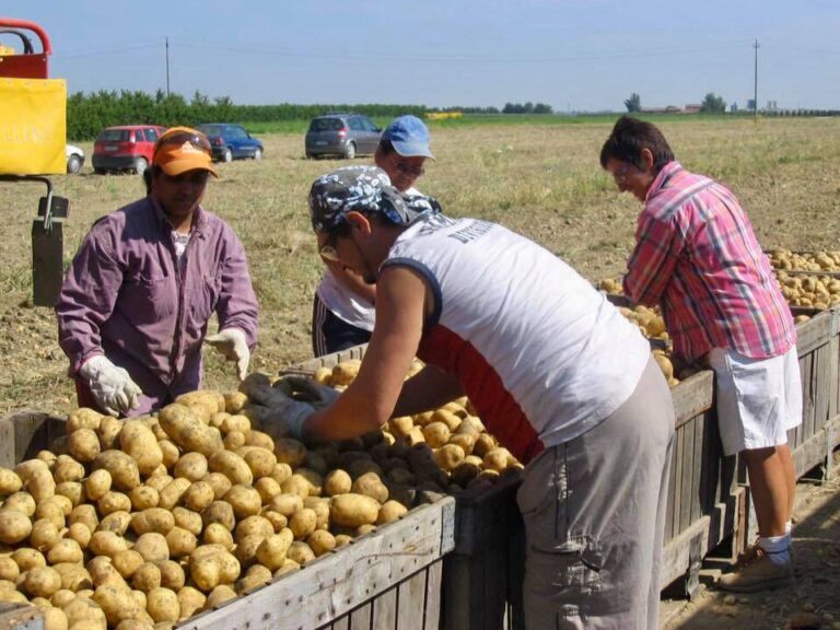 L’UE rimetta al centro il lavoro regolare in agricoltura. Promosagri: Pac danneggia coop conduzione terreni