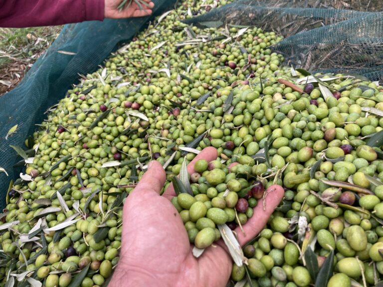 Raccolta olive e spostamenti da e per il frantoio fuori dal comune di residenza. Si può, dalla Prefettura arrivano conferme positive