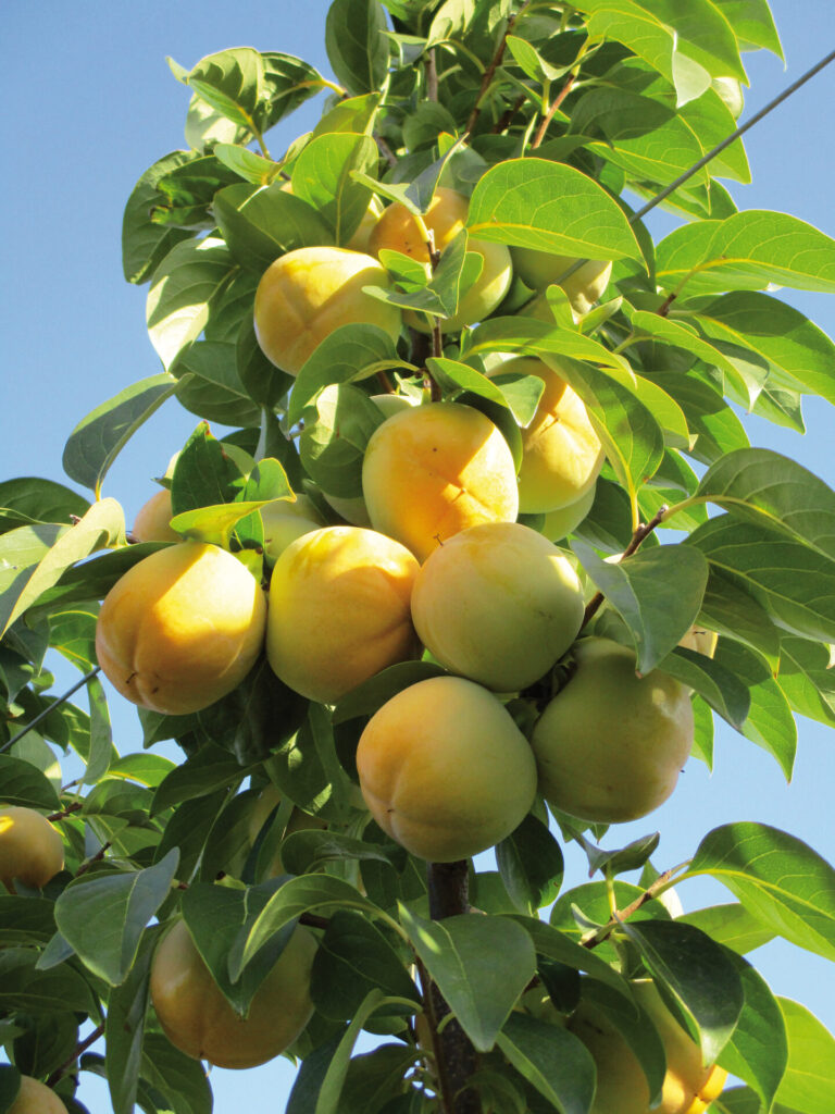 Kaki Ribera Sun® conferma il suo potenziale. Beni risultati in termini di pezzatura e produttività