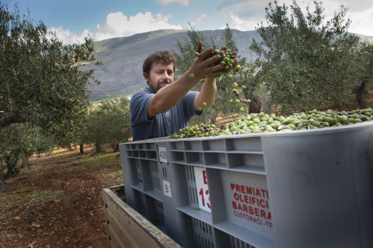 Sicilia, campagna olearia 2020: produzione inferiore alle attese, bene la qualità grazia a clima e temperature sopra alla media