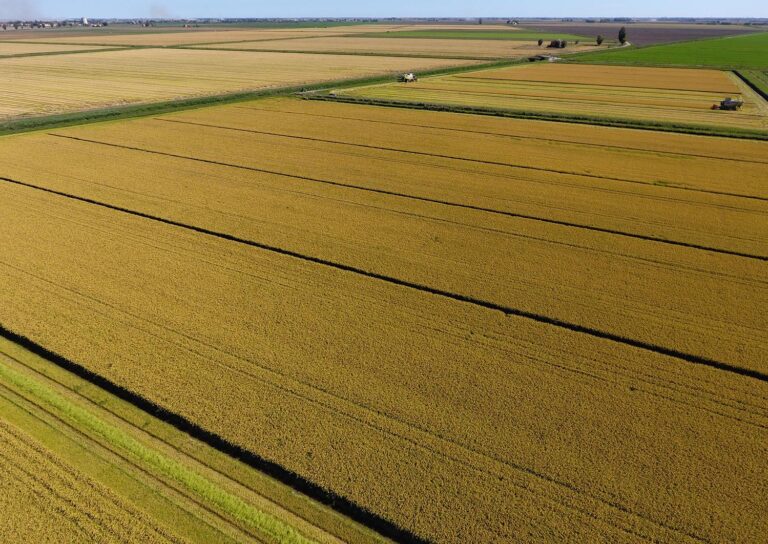 Biologico. Storico accordo tra B.F. Spa e EcorNaturasì