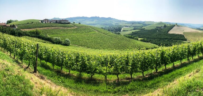 Dalla vigna di Grinzane Cavour un Barolo di grande valore. Progetto al via