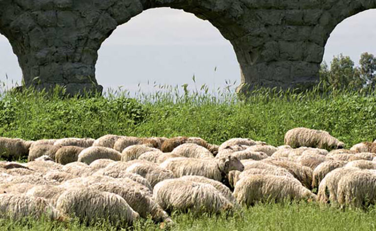 Verso la Pasqua, Coldiretti Lazio: sosteniamo i pastori e scegliamo prodotti italiani come l’abbacchio romano igp