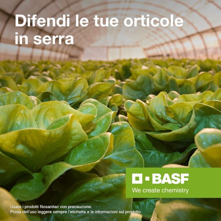 Orticole in serra, malattie fungine nel periodo autunno-invernale. Le soluzioni proposte da BASF