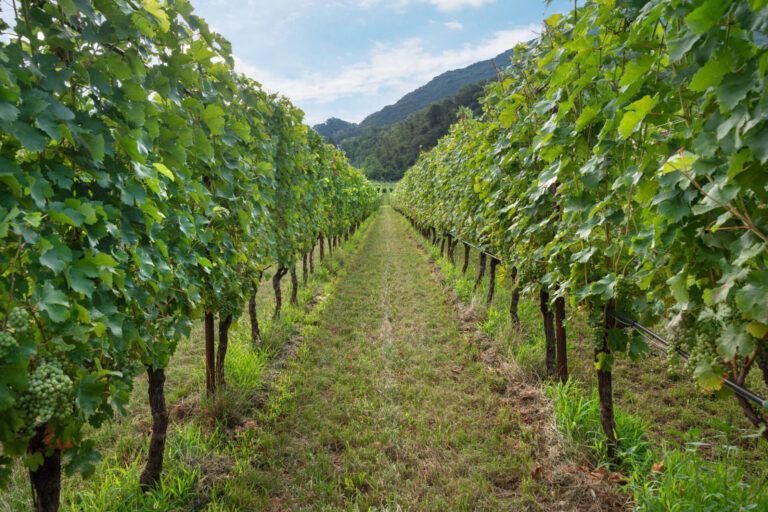 Giornata tecnica della vite e del vino. Punto annata viticola e qualità dei vini in Trentino, il 16 dicembre