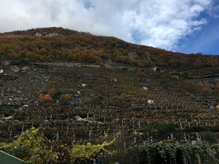 I viticoltori eroici celebrano Giornata della Montagna. Cervim: fondamentali per tutela biodiversità, evitare abbandono e dissesti idrogeologici