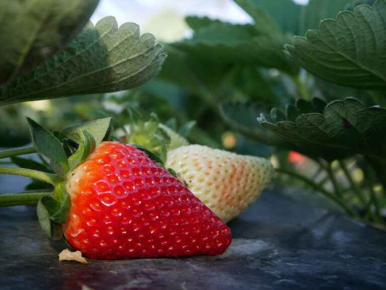 Una nuova fragola extra precoce. Valutazione in corso per Nova Siri Genetics