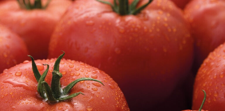 Pomodoro resistente a ToBRFV (Tomato Brown Rugose Fruit Virus). Syngenta introduce la sua prima varietà commerciale