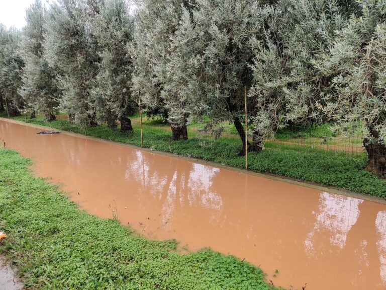 Campi e produzioni sott’acqua nel Tarantino. Cia dopo i nubifragi: danni ad ortaggi, agrumi e seminativi