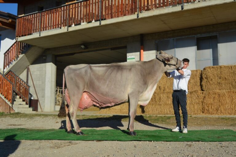 Con la campionessa Deghi Zenit, razza Bruna, cala il sipario su Special Edition delle Fiere Zootecniche Internazionali di Cremona