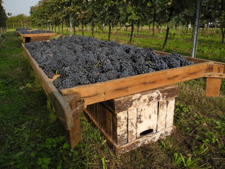 Consorzio Vini Venezia, la denominazione Venezia Doc chiude l’anno con un +17% di imbottigliato rispetto al 2019