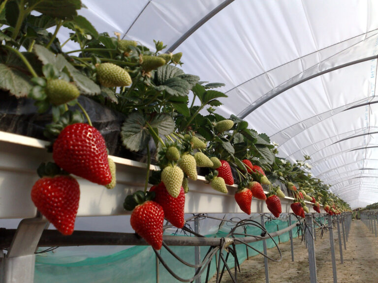 Fragole californiane, è boom per quattro varietà. Vendite da record per Geoplant Vivai