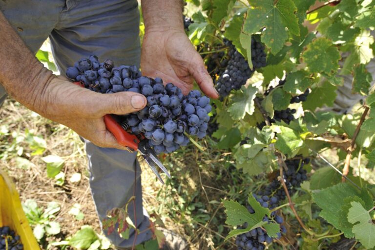 Divieto di vendita di alcolici in enoteche e ristoranti penalizza anche i vignaioli