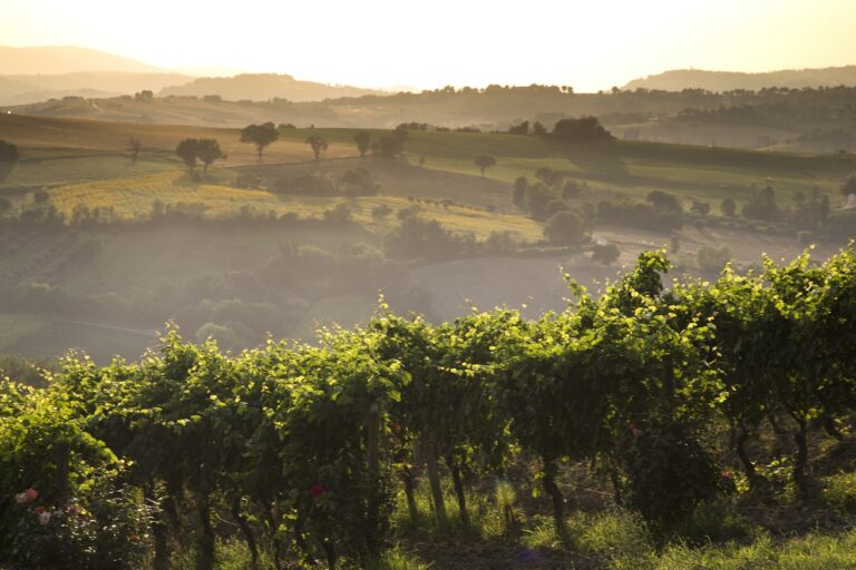 Verdicchio dei Castelli di Jesi: stoccaggio dai 110 quintali e aumento dei controlli