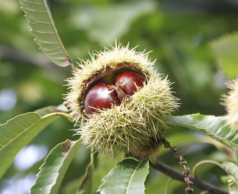 Il centro di castanicoltura di Chiusa Pesio diventa centro per la moltiplicazione per la Castanea sativa Mill