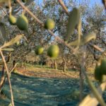 olive_agricultura_okei