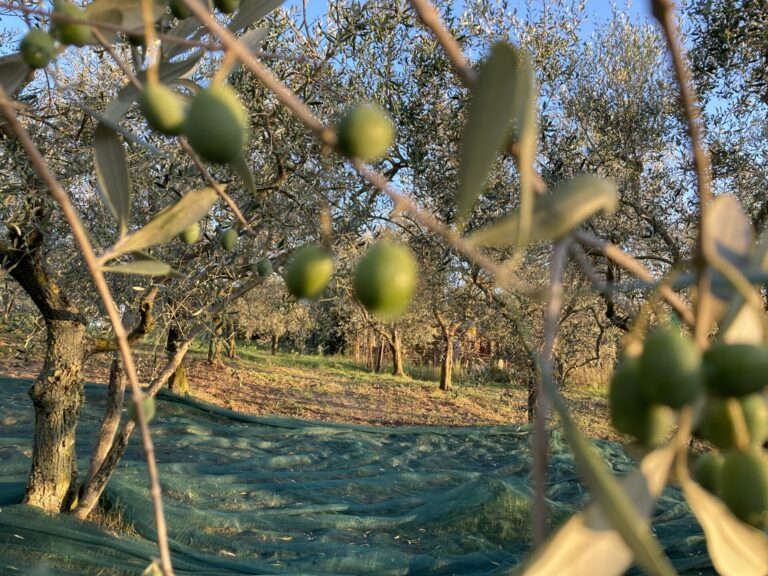 olive_agricultura_okei