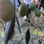 olive_olivo_agricultura