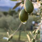 olive_olio_agricultura