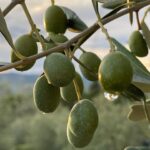 olive_agricultura_ok