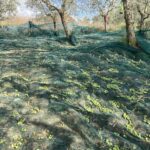 olive_raccolta_agricultur