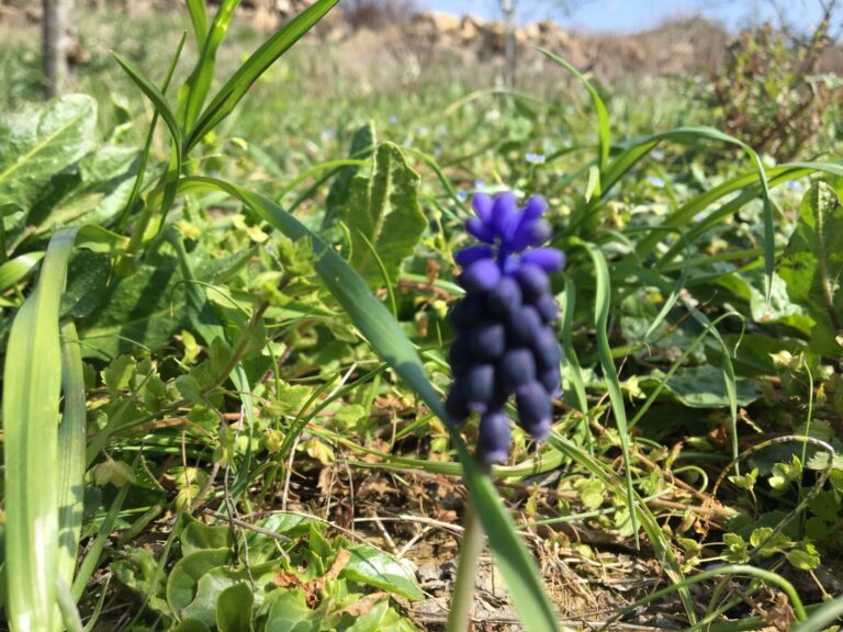 Anticipo di primavera. Caldo: piante in fiore fuori stagione e natura in tilt