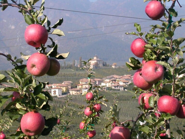 La frutticoltura delle Valli del Noce. FEM: giornata tecnica in streaming il 19 febbraio