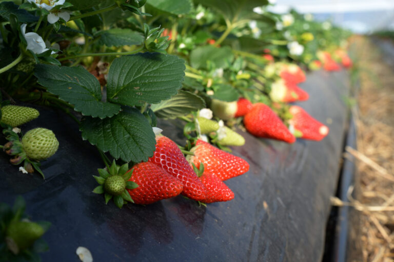 Anche la fragola ha il suo Club Varietale. Al via il progetto di Nova Siri Genetics: diverse fasce di mercato presidiate