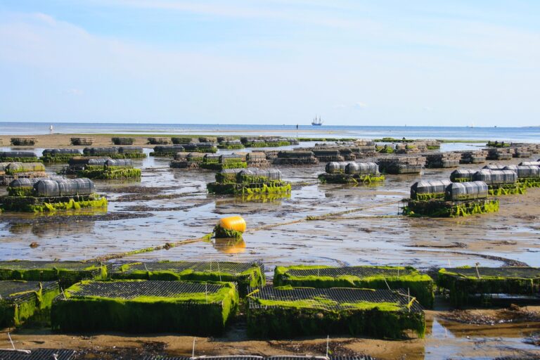 Tecnologia, innovazione e ricerca:  la filiera dell’acquacoltura guarda al futuro attraverso AquaFarm