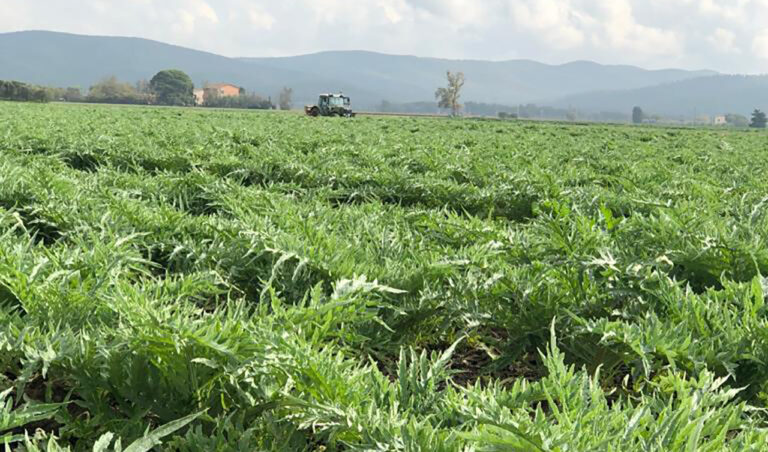 Un carciofo a zero residui. Debutta sul mercato l’ultima eccellenza 100% toscana di Terre dell’Etruria