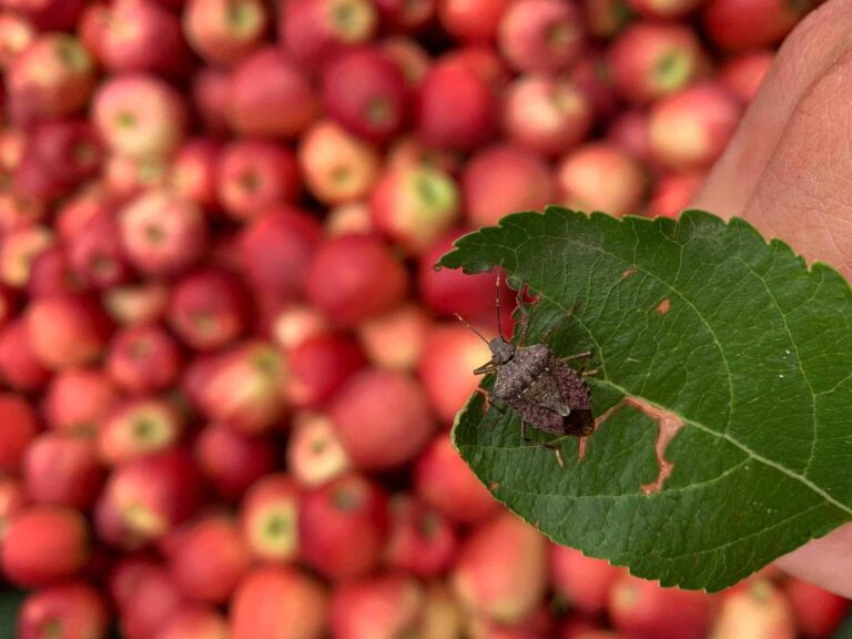 Allarme cimice asiatica nel viterbese. Danni a kiwi, ciliegie e pesche