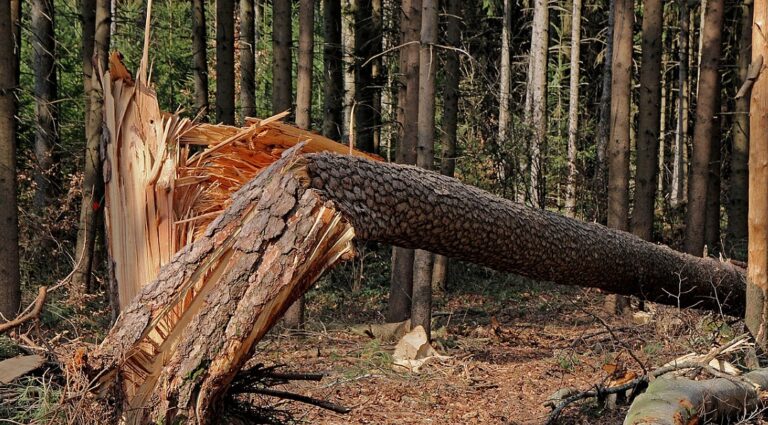 Psr Campania. Prevenzione dei danni alle foreste: finanziati altri 11 progetti per 6,6 milioni