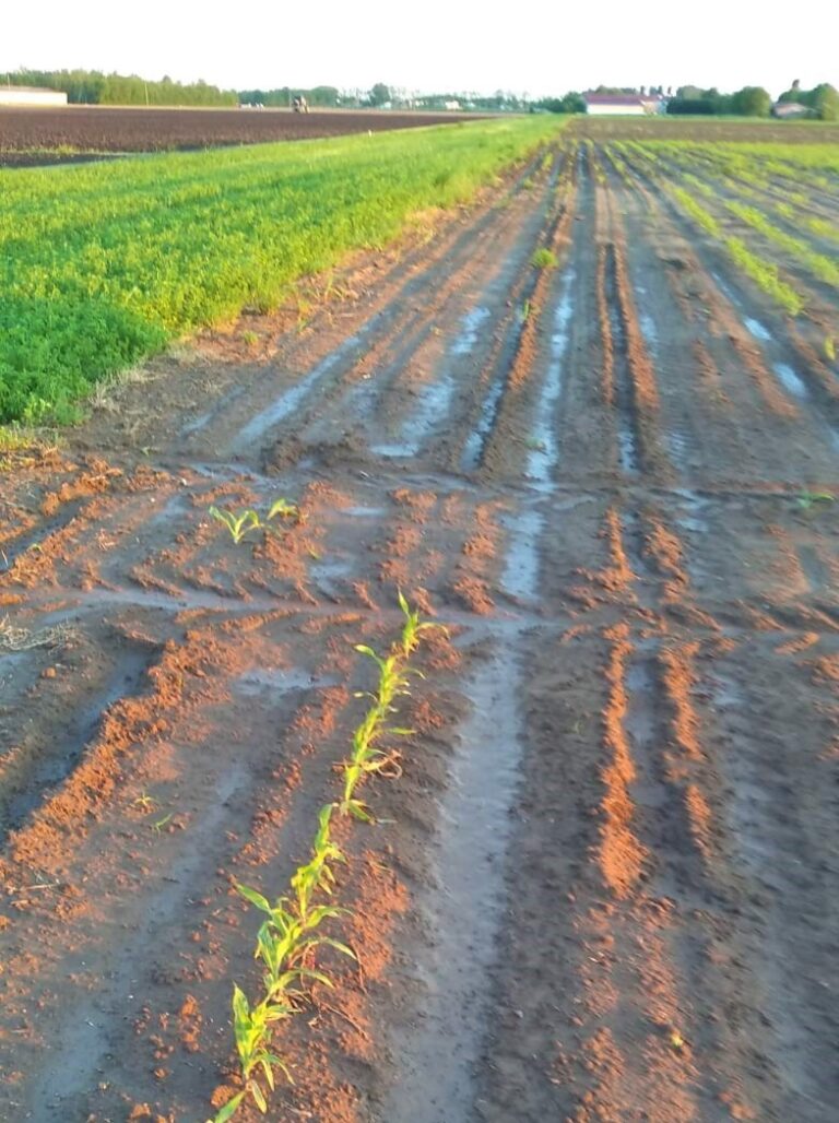 Coltivazioni devastate dai cinghiali. Gli agricoltori delle Vallette (Padova) pronti ad una class action