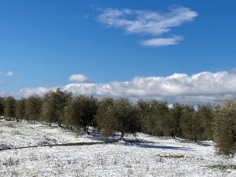 Clima e agricoltura: l’arrivo di neve e pioggia salva l’Italia dalla siccità